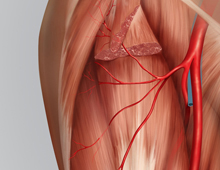 ALT Flap Vascular Anatomy